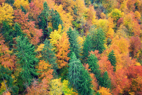 Wirtschaftswälder in Deutschland sind häufig strukturreich und Strukturreichtum bringt Biodiversität. Foto: iStock/borchee