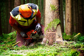 Wo Waldarbeit und Waldbesucher aufeinander treffen, kann dies zu Stresssituationen führen. Das Risikomanagement-System PRIMA soll helfen, Gefahren im Wald zu verringern: Foto Adobe Stock Andreas Kirschek