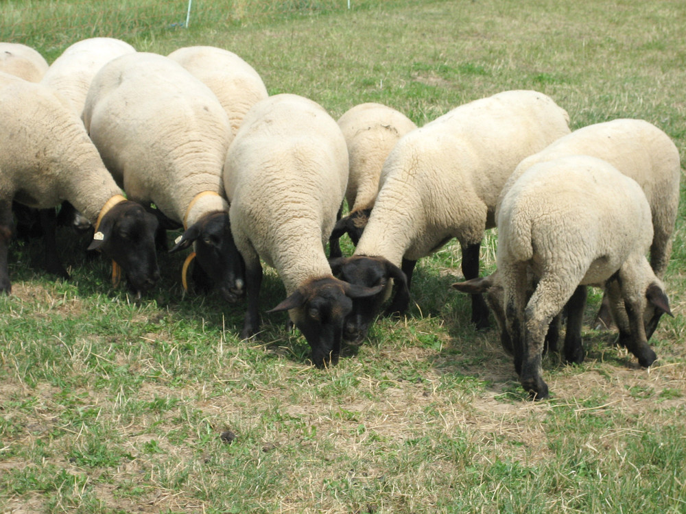 Nachwachsender Rohstoff Schafwolle